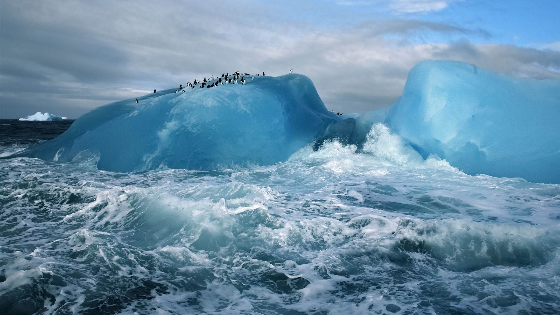South Sandwich Islands penguins-MAC OS X Mountain Lion HD ...