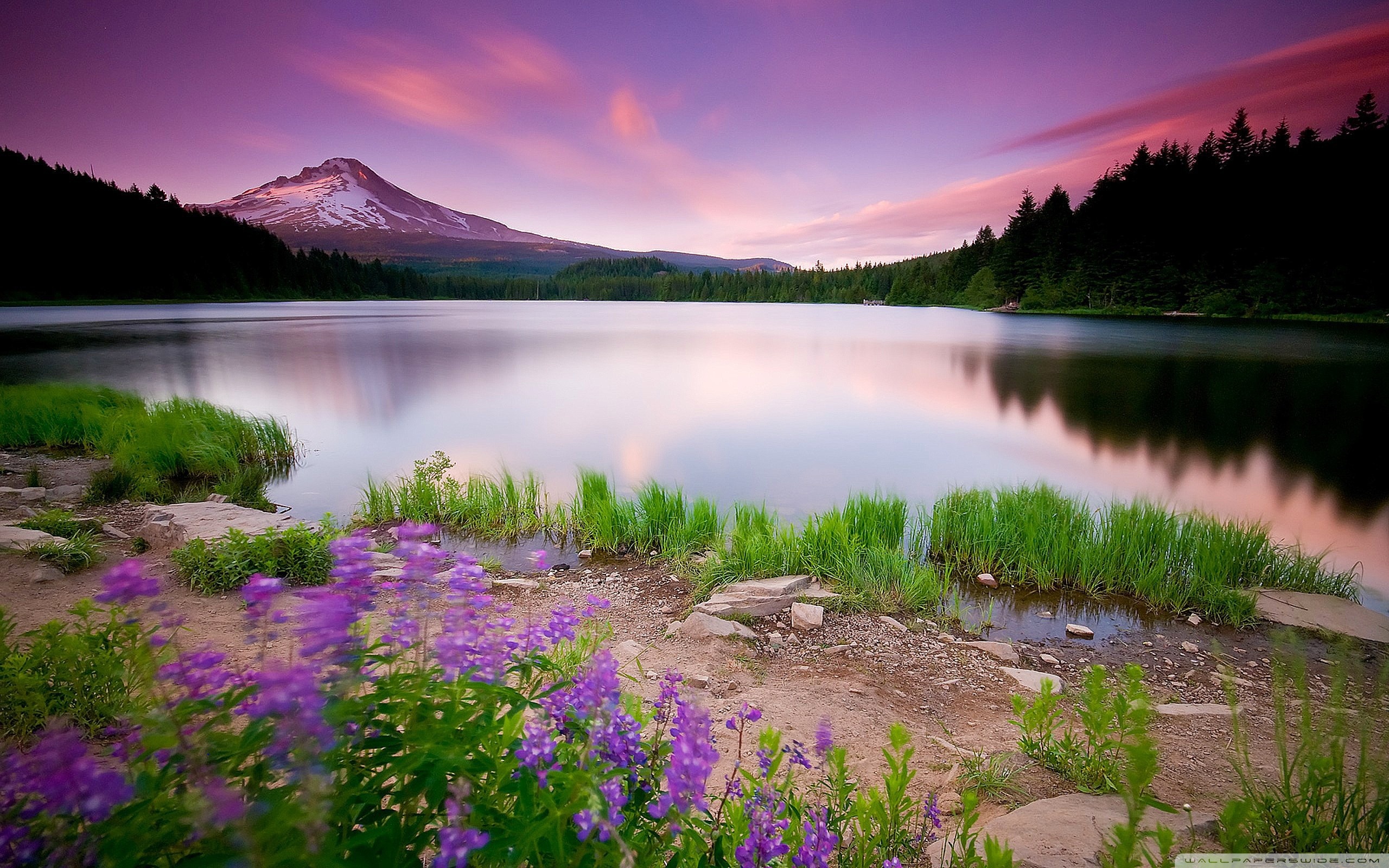 Mountain Lake And Flowers HD desktop wallpaper : High Definition ...