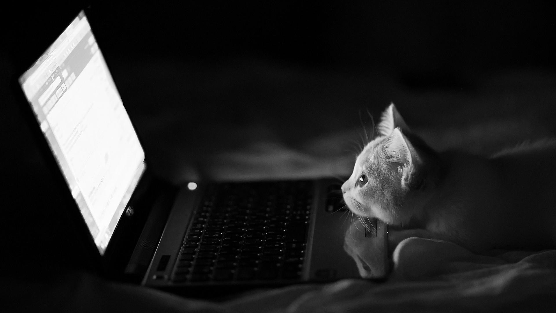 White cats funny laptops kittens gmail animals wallpaper 15895