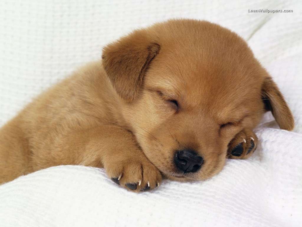 Free Puppy Wallpapers For Computer - Wallpaper Cave