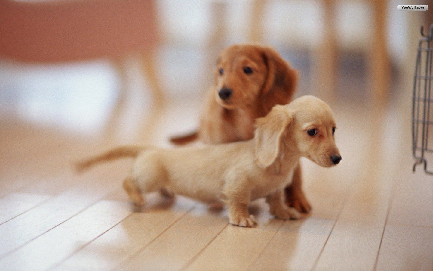 YouWall - Lovely Puppies Wallpaper - wallpaper,wallpapers,free