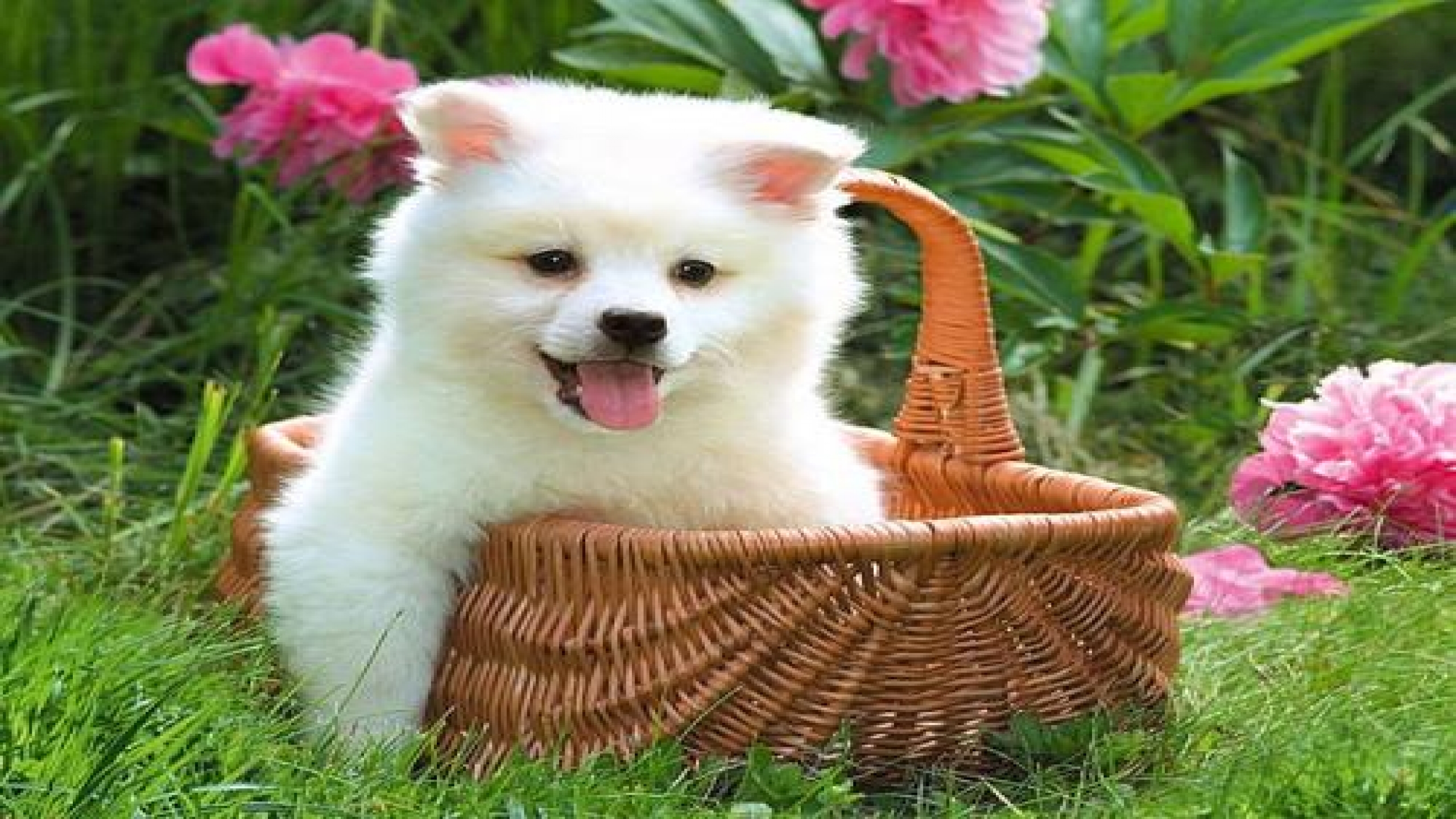 Cute puppy pictures free wallpaper