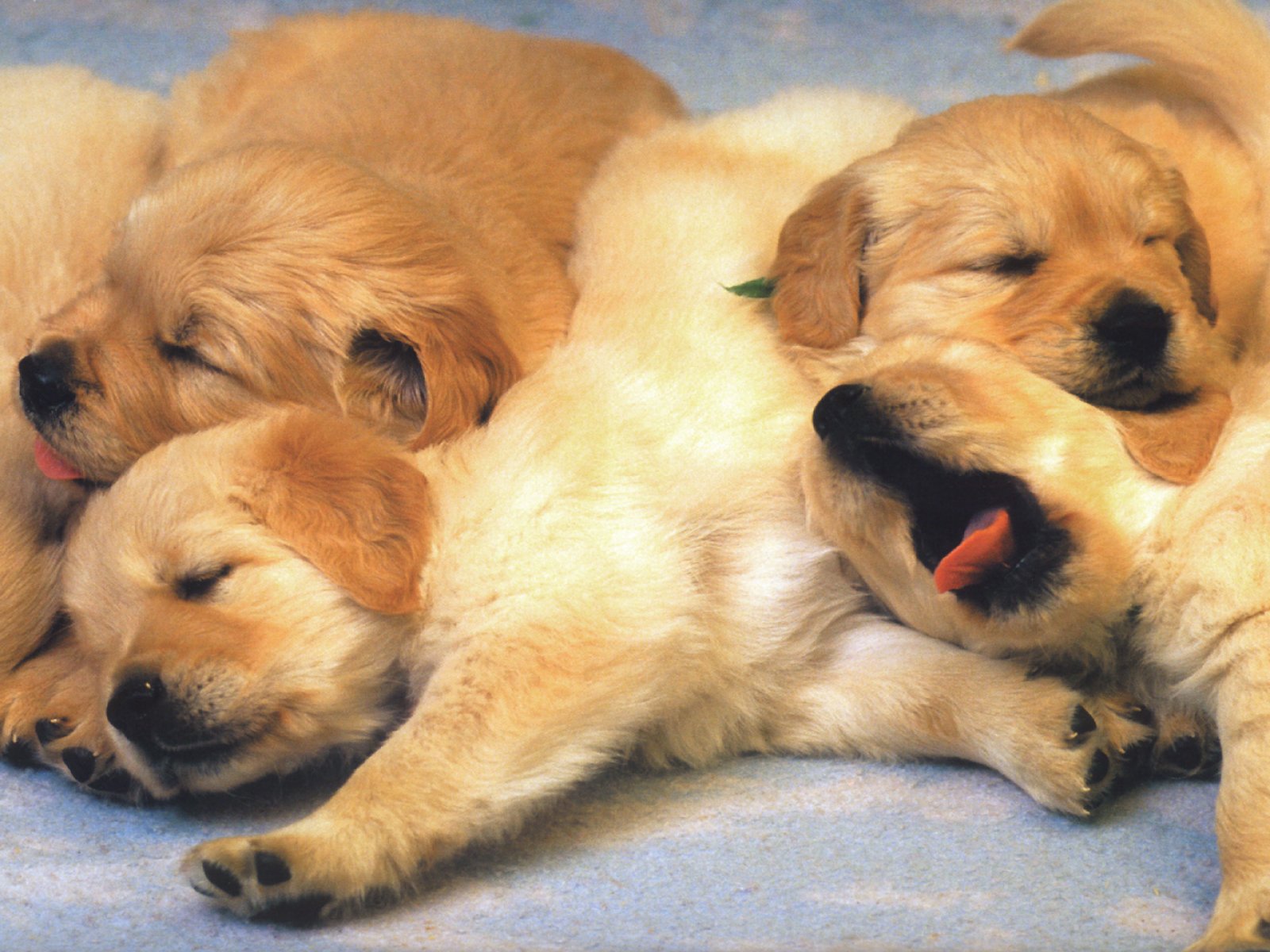 Of Puppies Free Dog Puppies Wallpaper, Computer Desktop Wallpapers