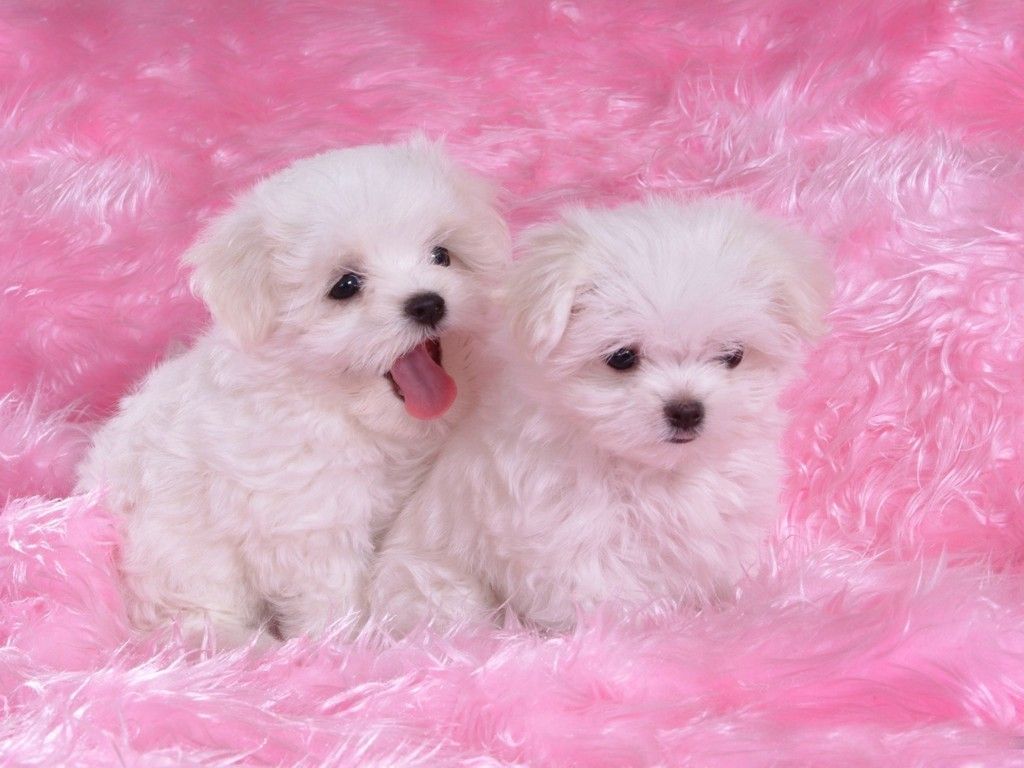 Cute Puppies Wallpapers Desktop HD #18693 Wallpaper ...