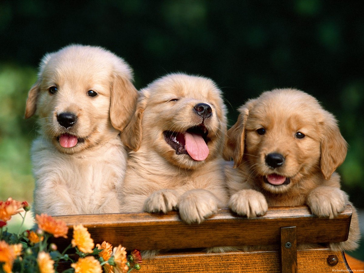 Download Free Puppy Wallpaper for Computer - The Quotes Land