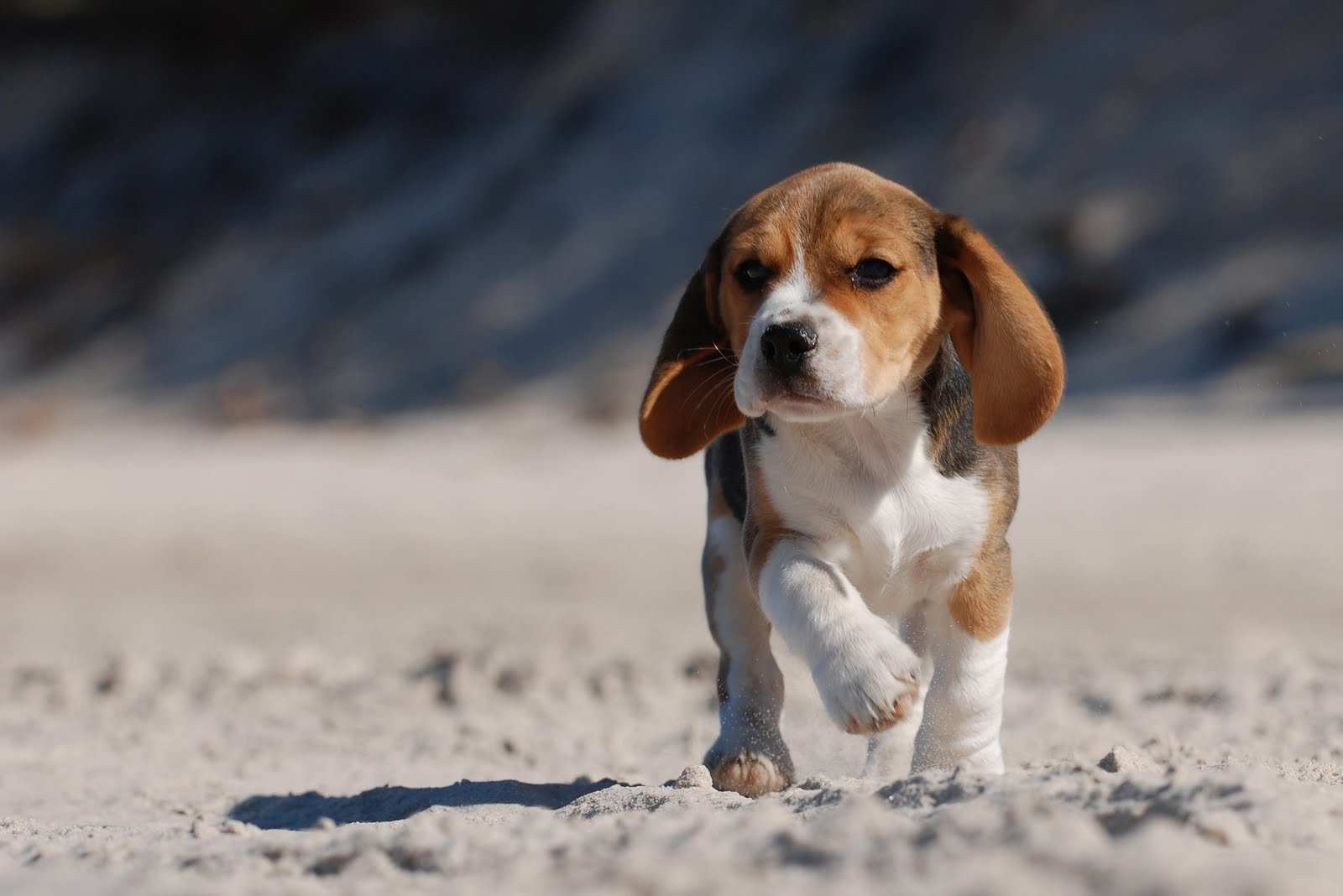 Puppy cute baby animal dog wallpaper free download photos for ...
