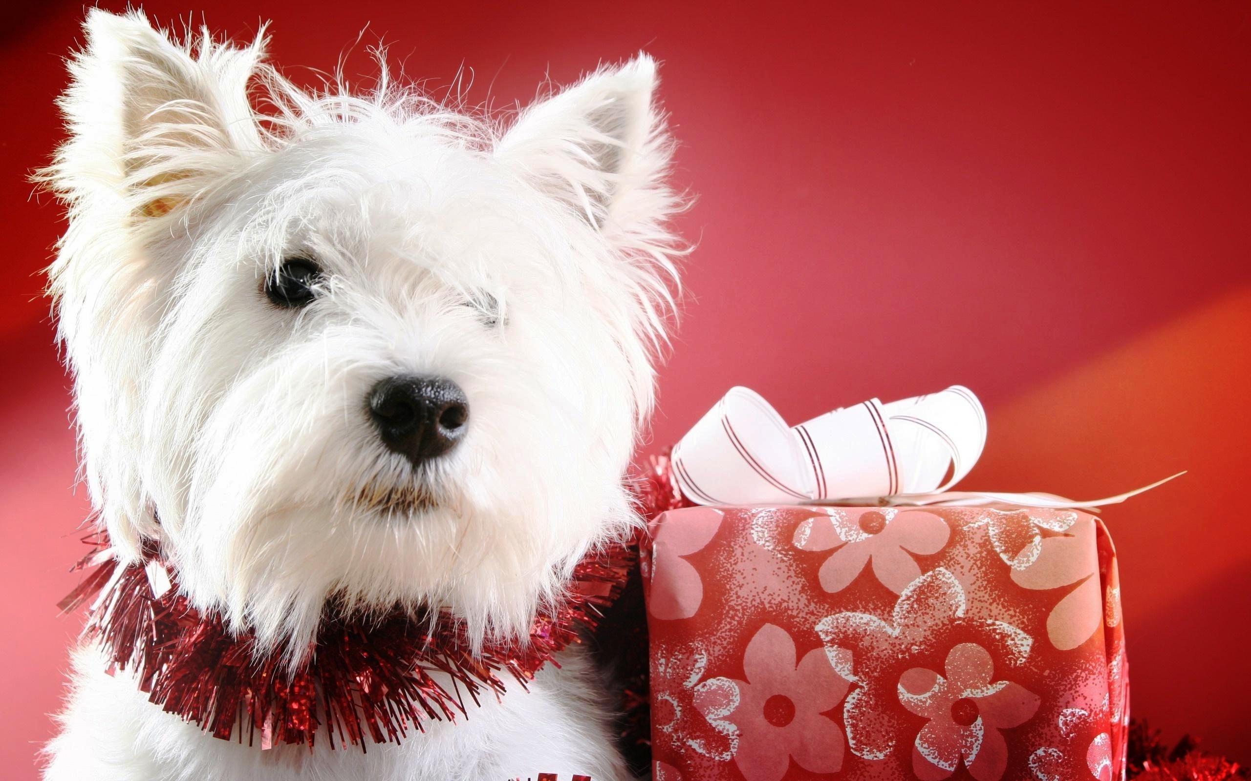 Cute Christmas Puppies Wallpaper Free Desktop | I HD Images
