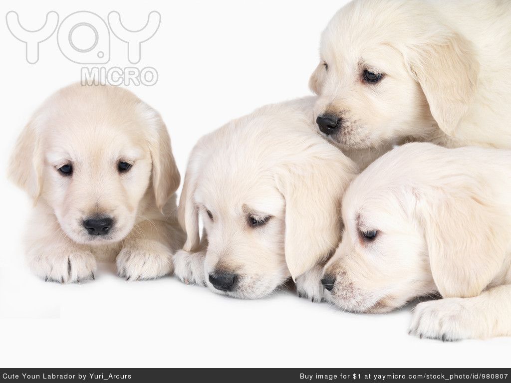 Wallpapers Puppies For Desktop Background And Mac Pc Cute 1024x768 ...