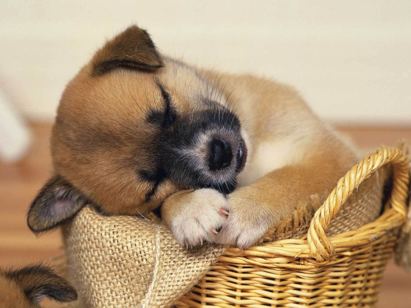 Puppy cute puppy sleeping in basket wallpaper desktop free