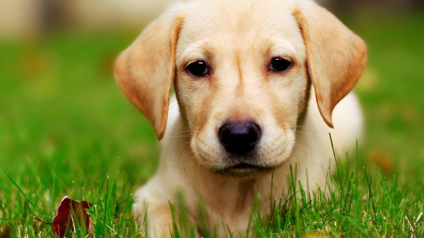 Best New Cute Puppies Wallpapers Free Download HD For iPhone ...