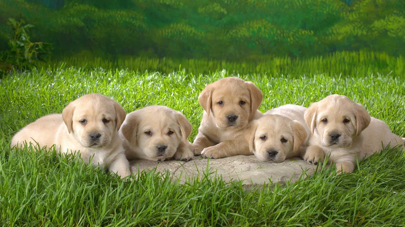 Beautiful Golden Puppies Wallpaper Background #6219 Wallpaper ...