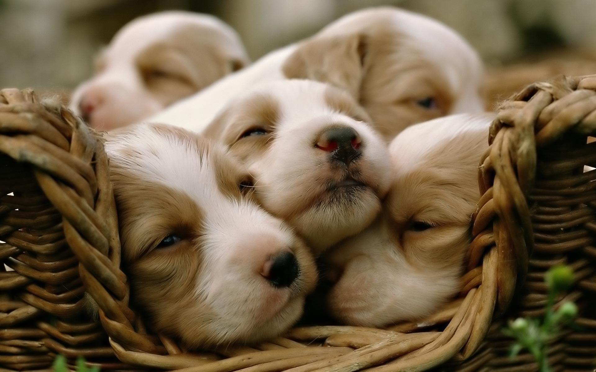 Desktop Wallpaper · Gallery · Animals · Cute puppies | Free ...