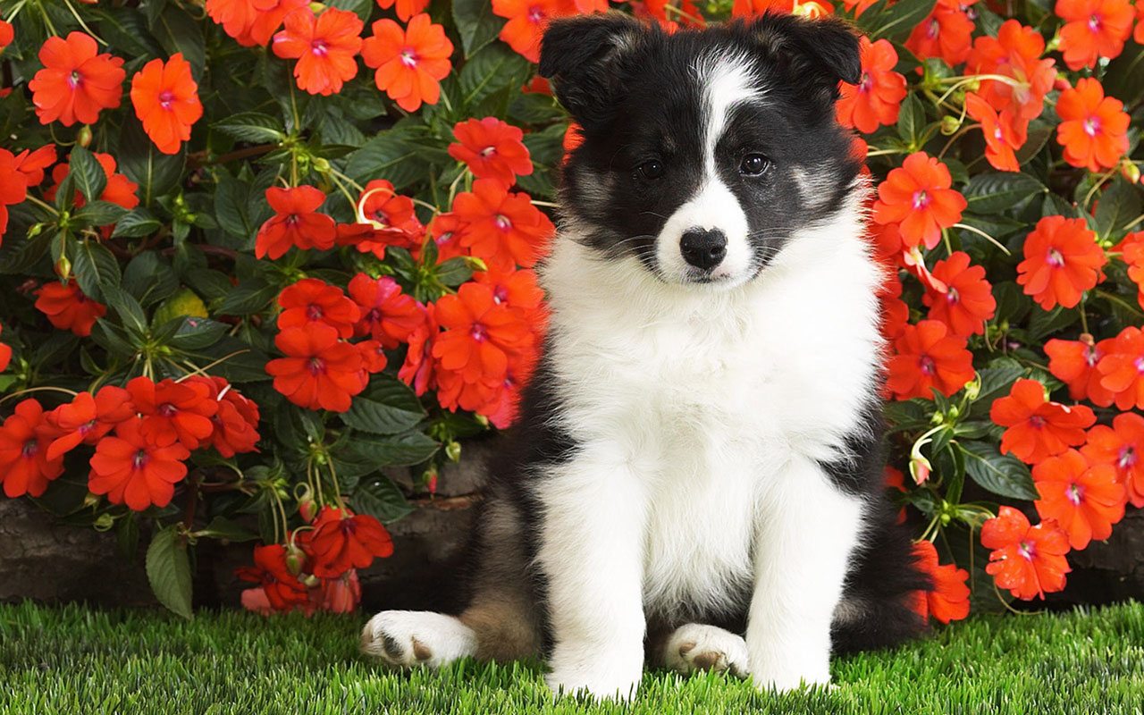 Cute puppy leisure life wallpaper 8 － Animal Wallpapers - Free ...