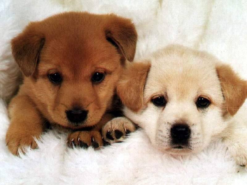 Cute puppies wallpapers for mobile | danasrho.top