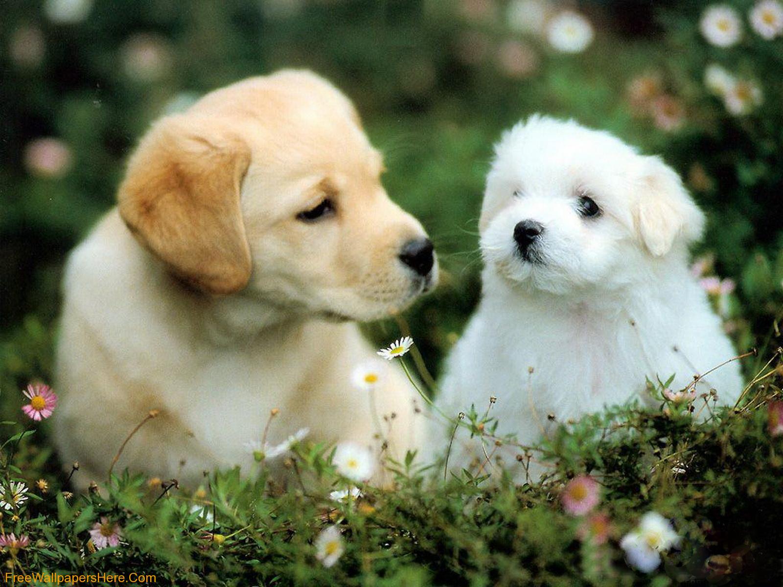 Download Free Cute Dogs and Puppies Wallpaper - The Quotes Land