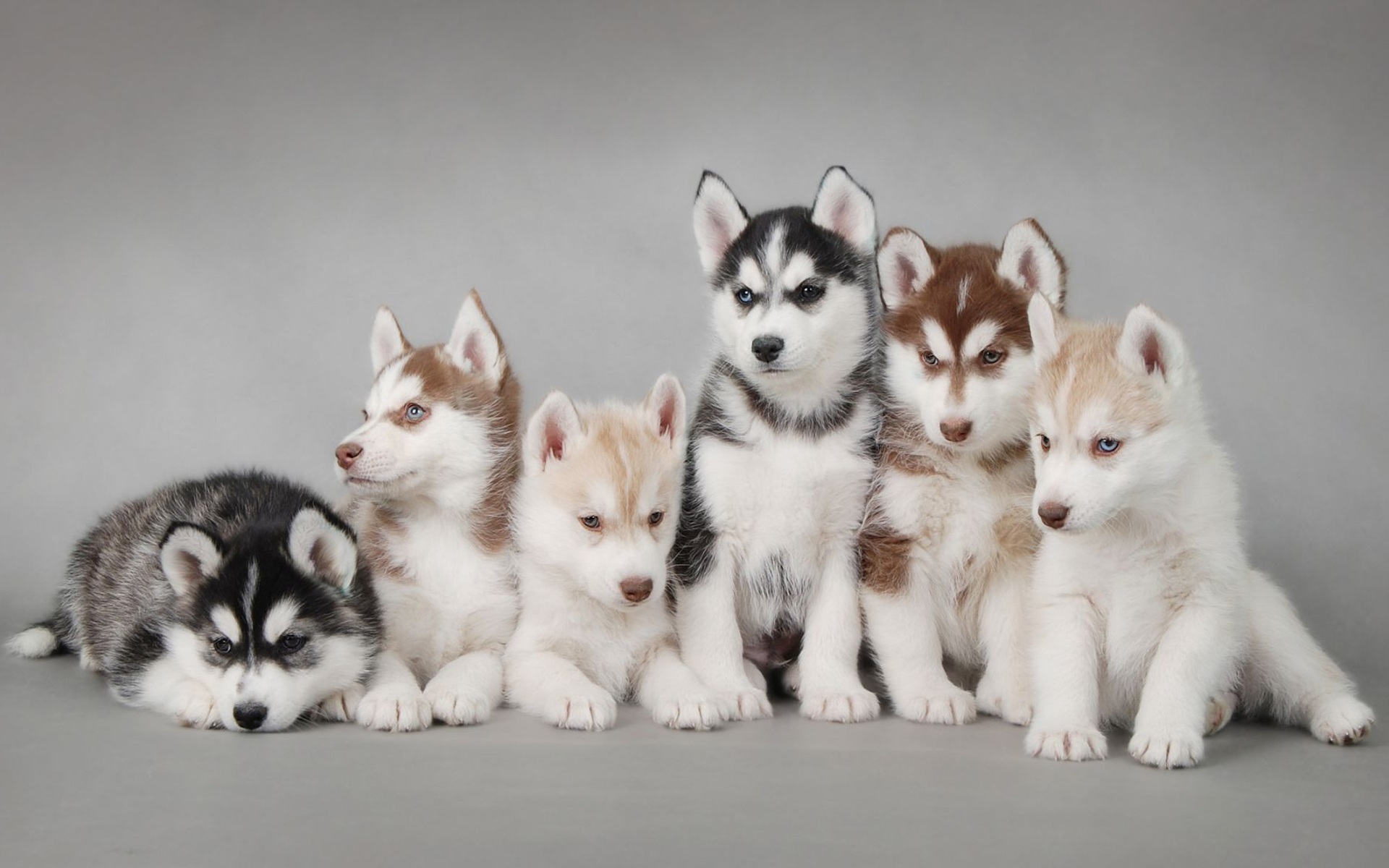 Download Free Siberian Husky Puppies Wallpaper - The Quotes Land