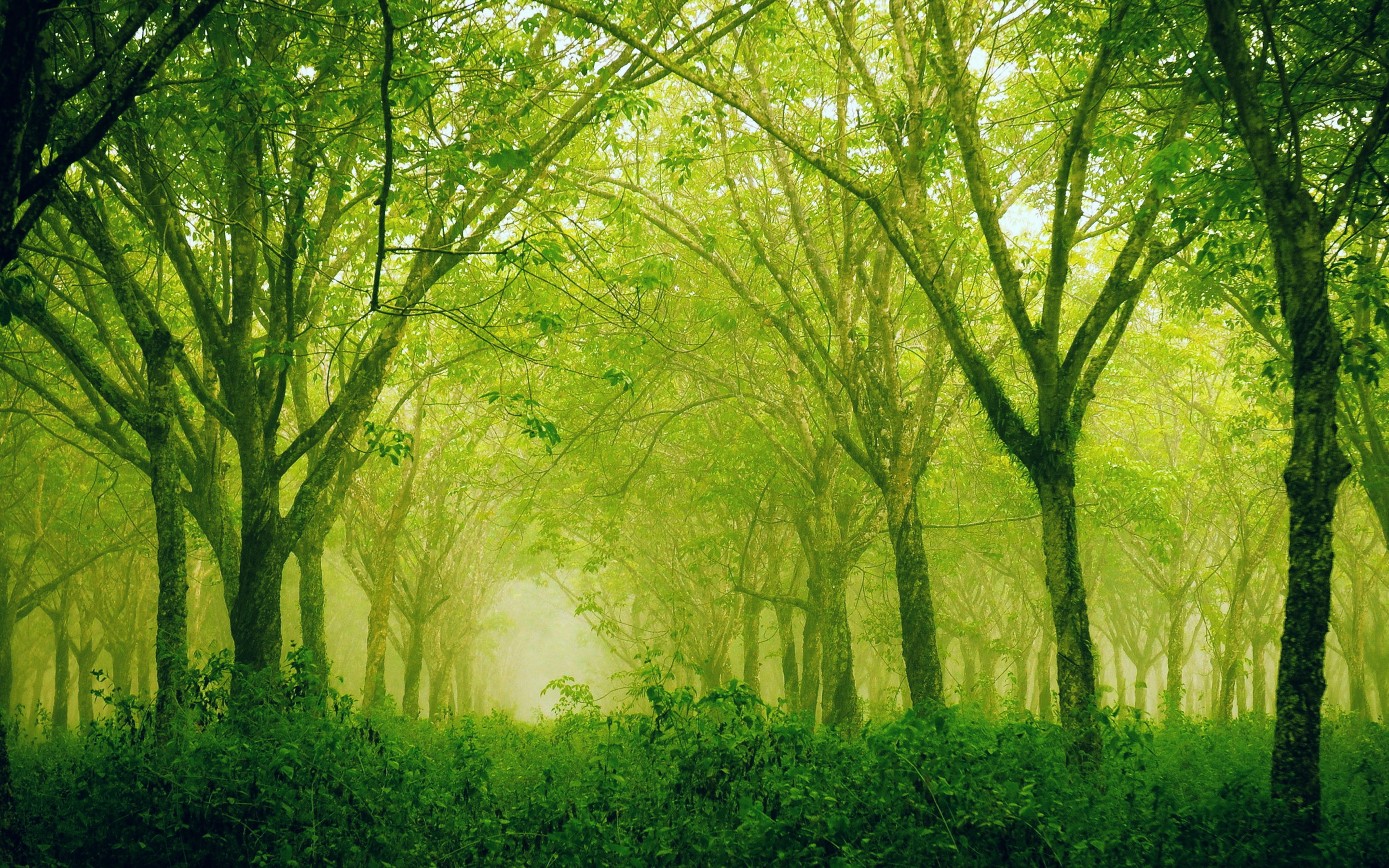 Hd Wallpaper Sublime Silence Forest For 2880 X 1800 Retina Display ...