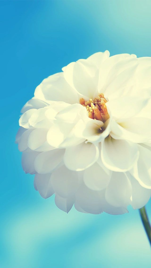 Collection of 50 Irresistible HD Wallpapers for your iPhone 5All