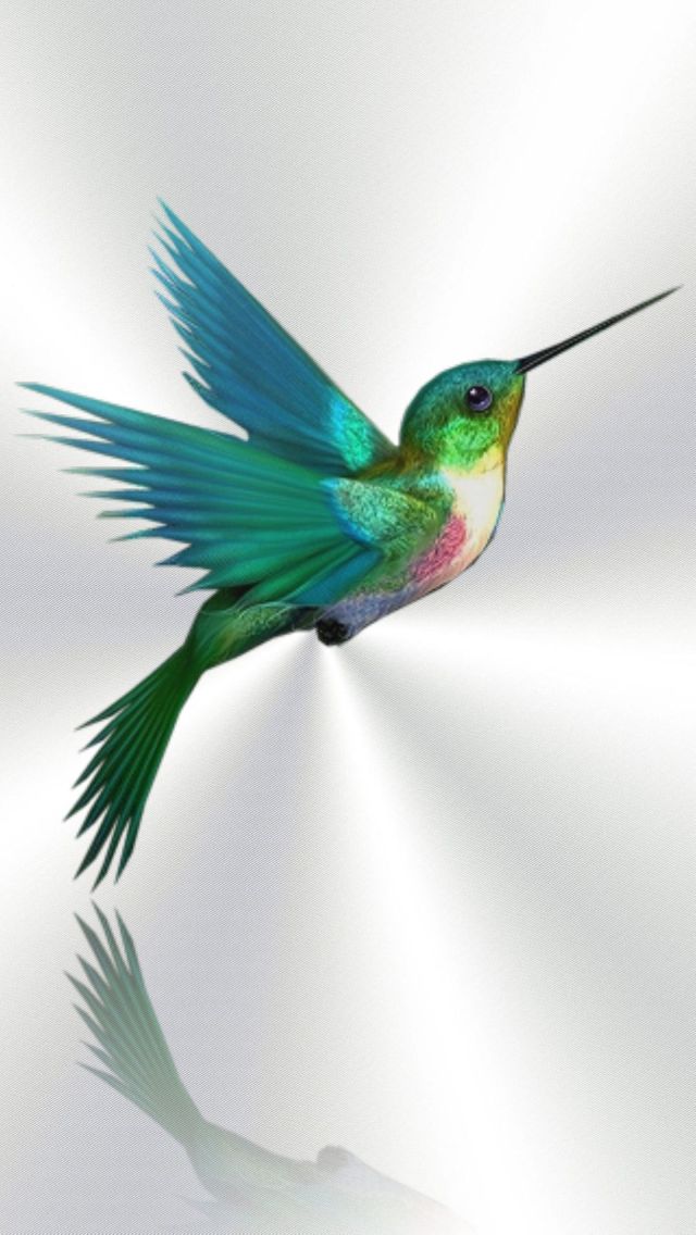 Download Humming Bird 2 640 X 1136 Wallpapers Mobile9. Bird