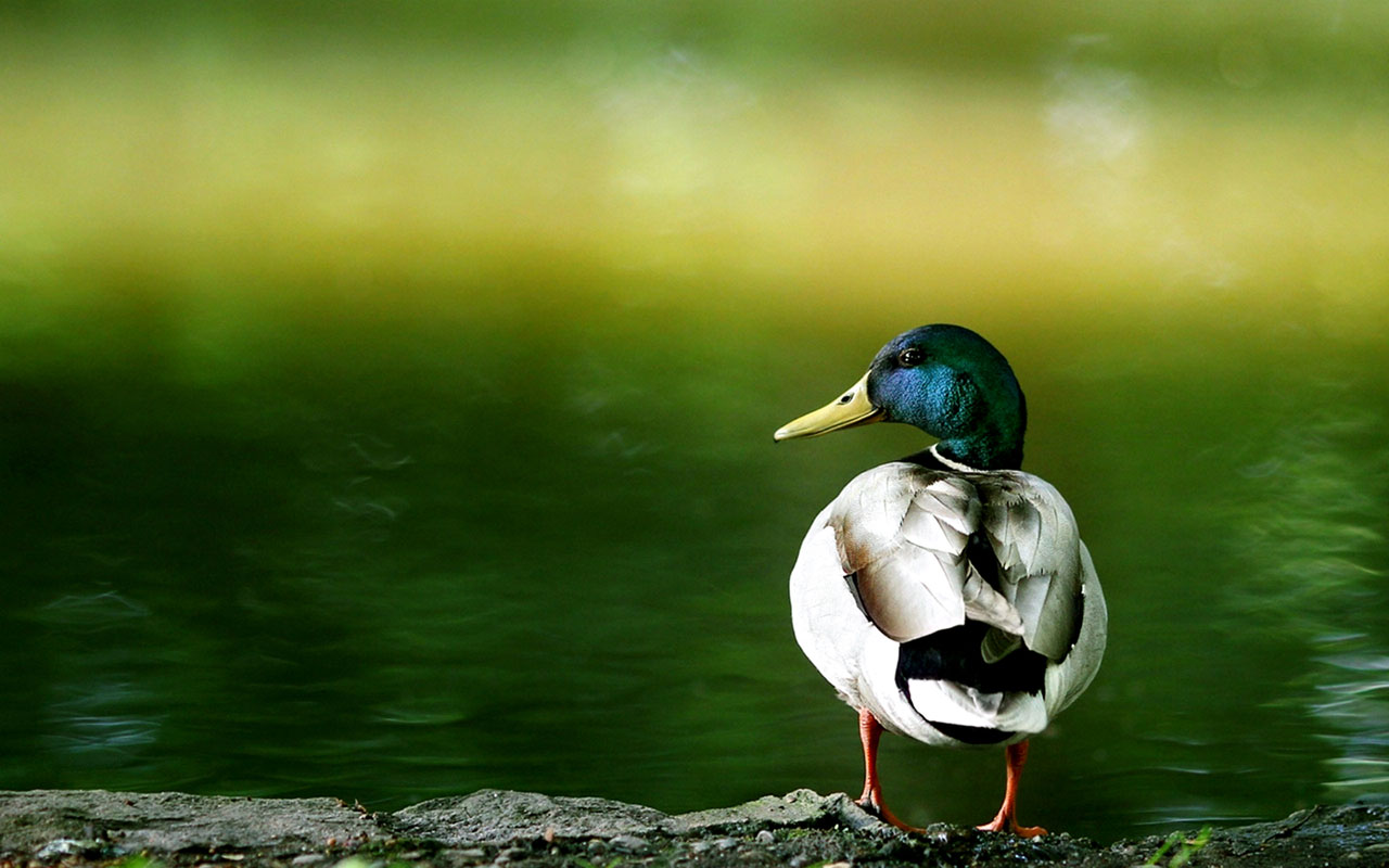 Free ducks close-up high-definition desktop wallpaper 10 － Animal ...