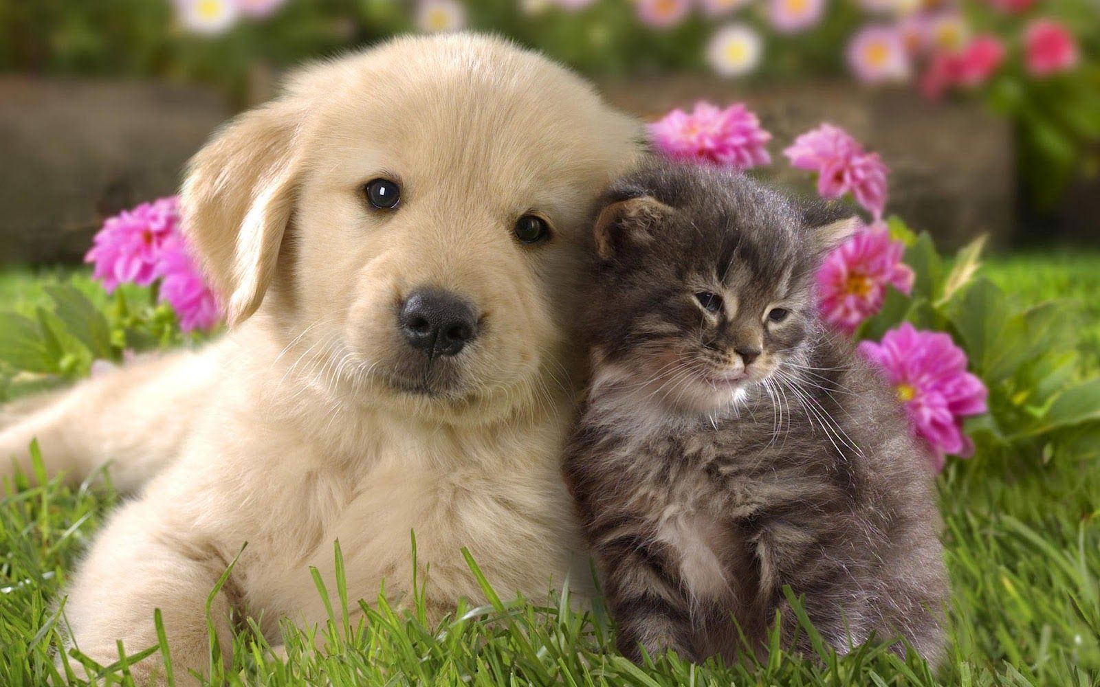 Download Animal Cute Cat And Dog Cuddling Cats Dogs Wallpaper ...