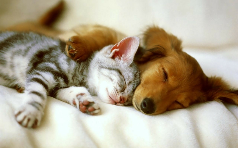animals,cats cats animals dogs sweets 1280x800 wallpaper – Dogs ...