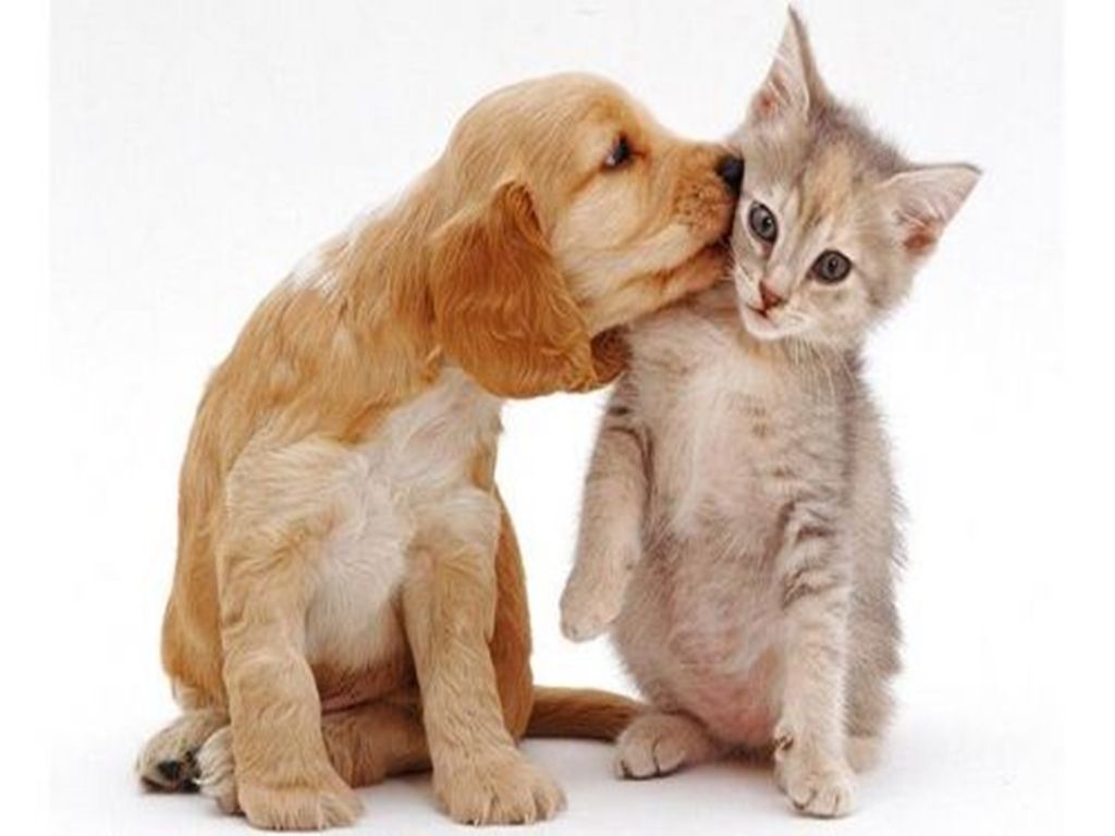 Cat And Dog Wallpapers - Wallpaper Cave