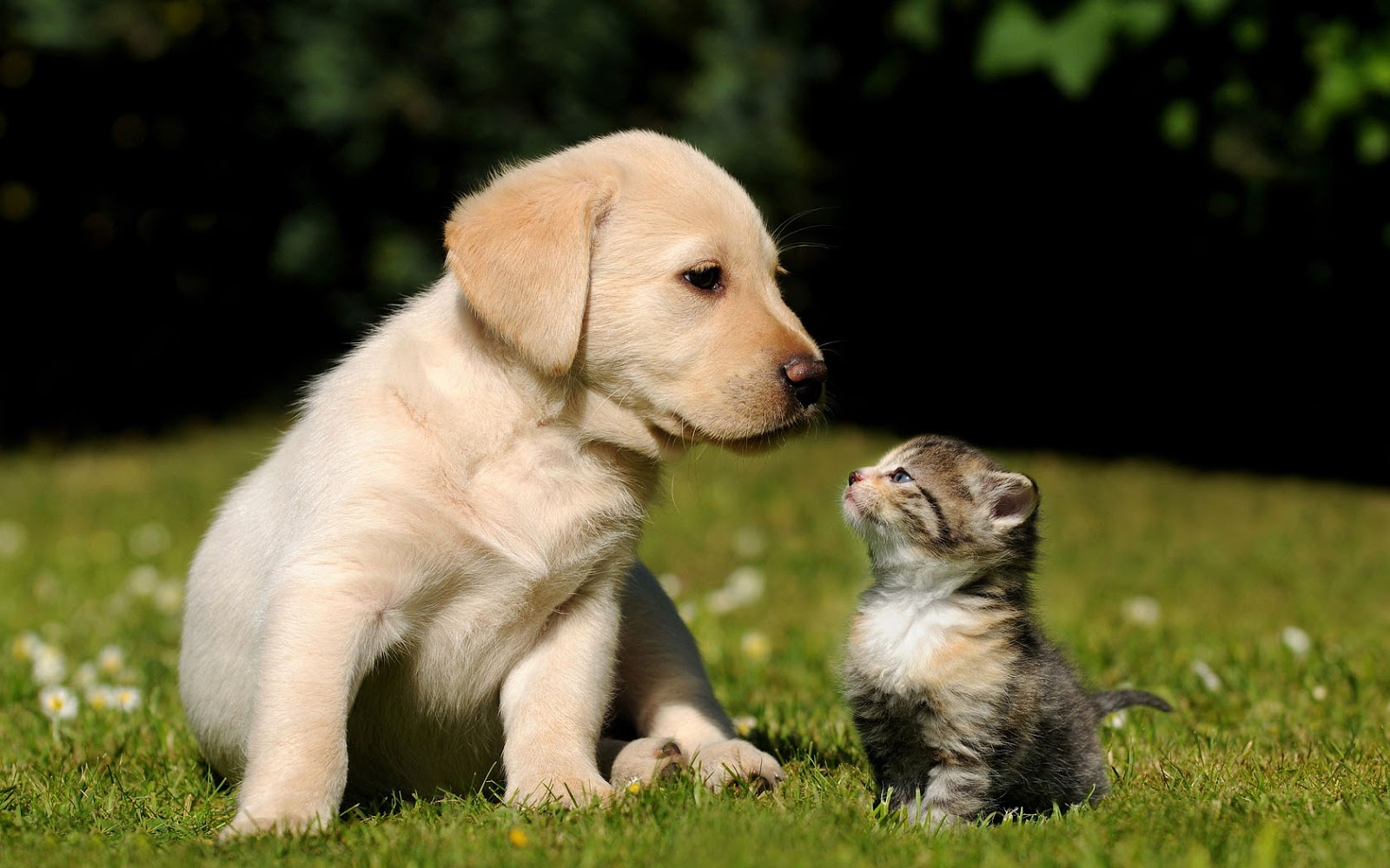 Of Dogs And Cats Hd Romantic Cat And Dog Wallpaper Hd Dogs And ...