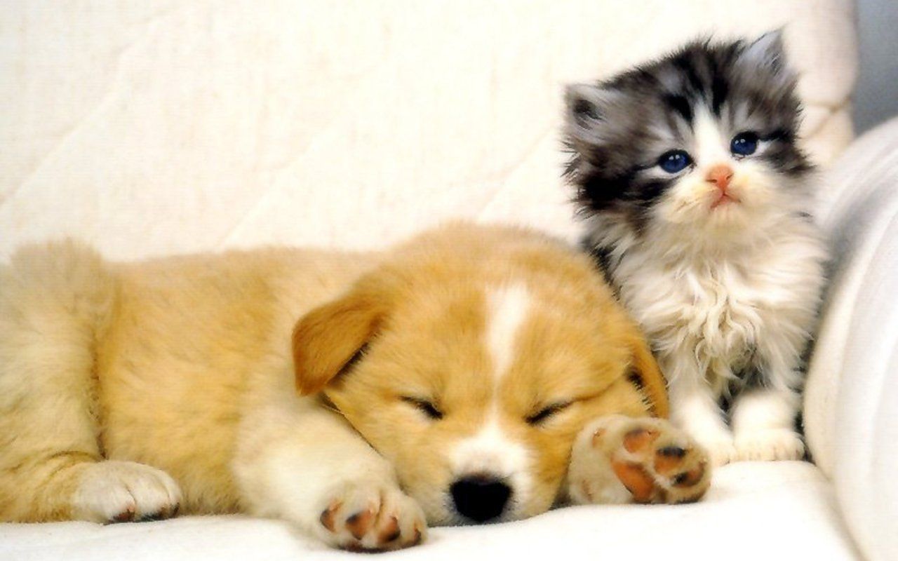 Download Free Cute Dogs and Cats Wallpapers - The Quotes Land
