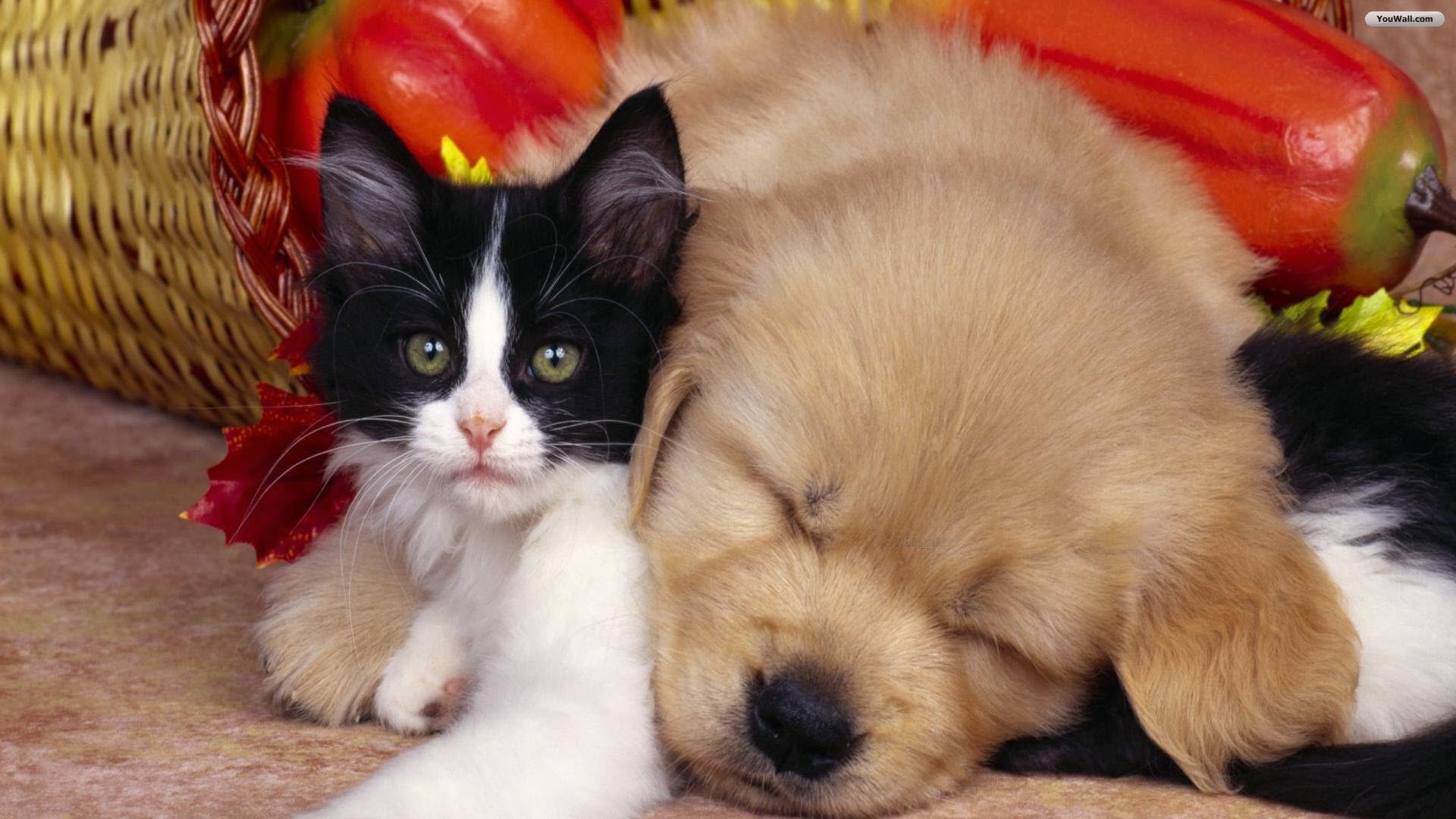 Cute Dog and Cat Wallpaper | Wallpapers, Backgrounds, Images, Art ...