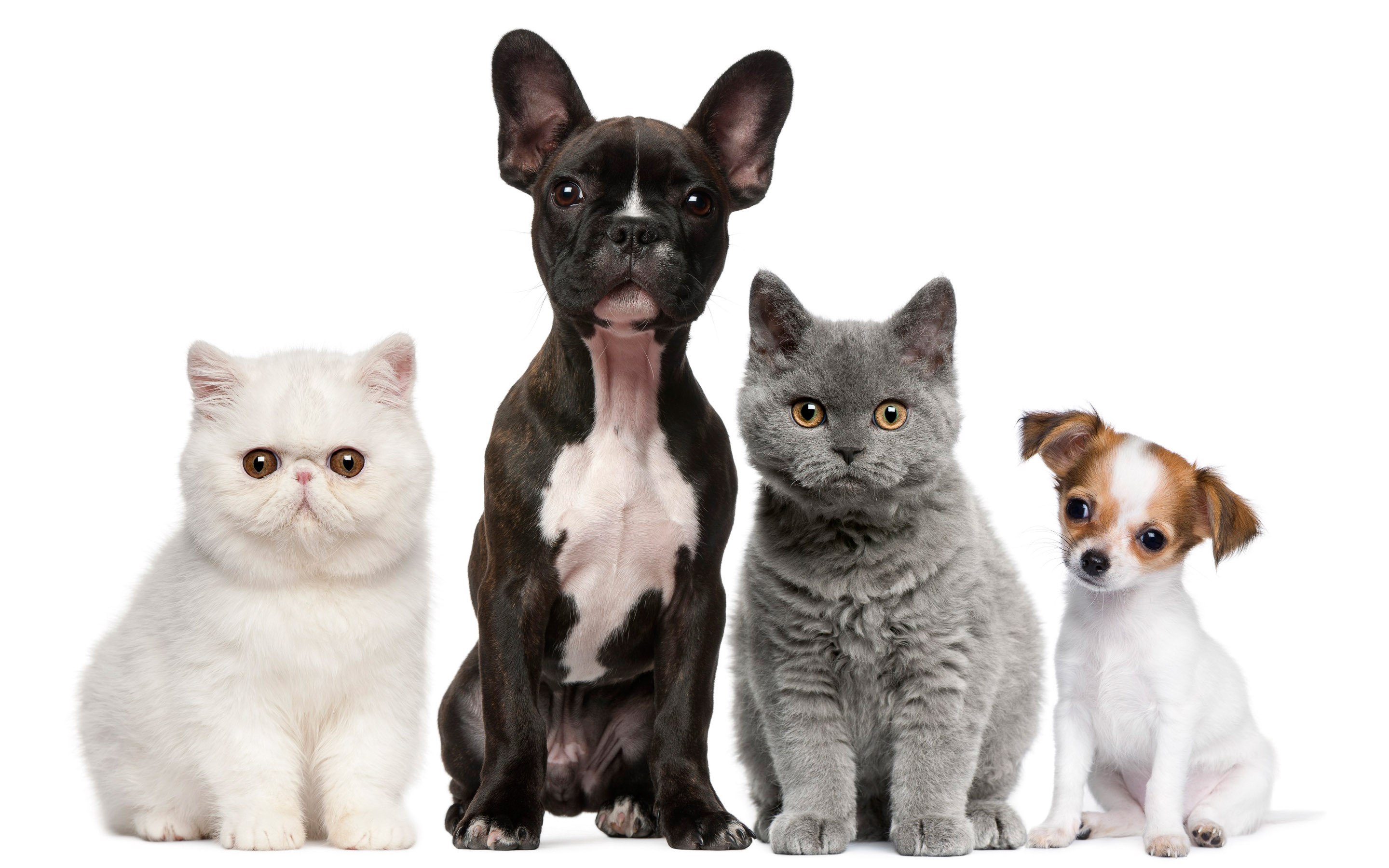 Cats And Dogs Wallpapers / Wallpaper: Desktop Backgrounds Free ...