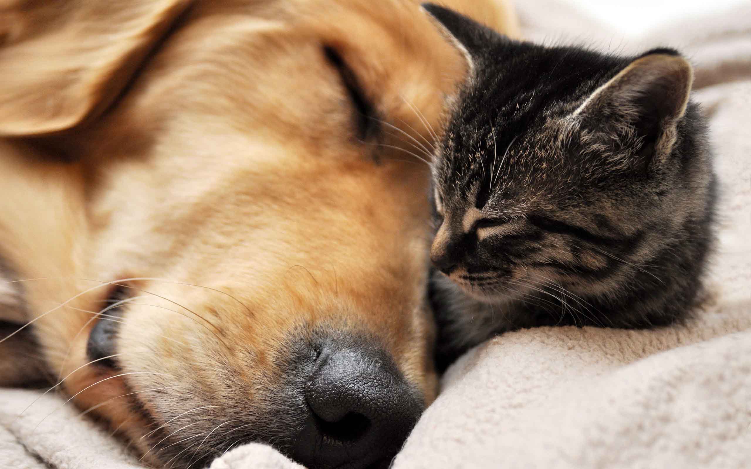 Cat And Dog Sleeping Wallpapers And Images Wallpapers, Pictures ...