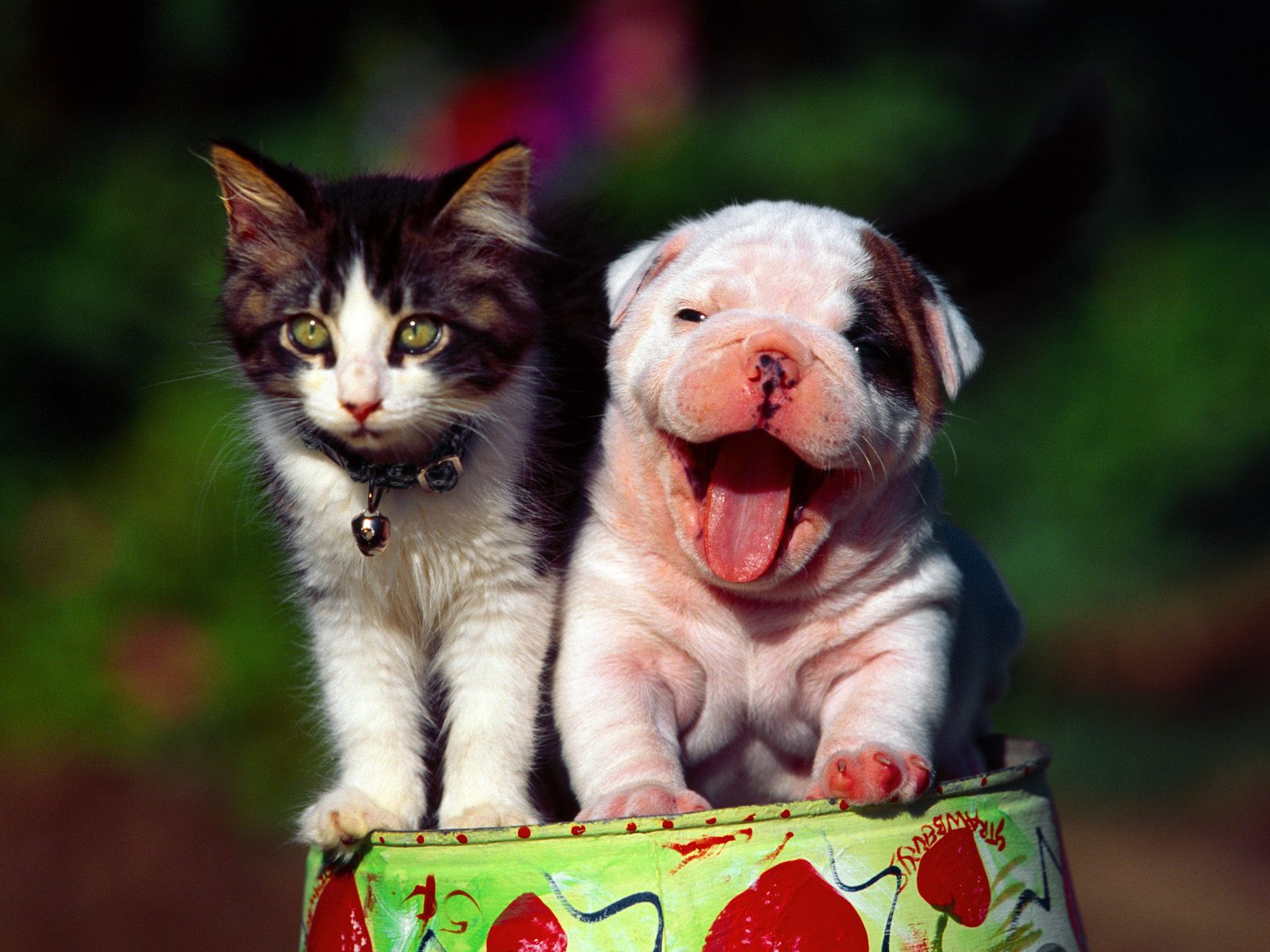 Cute Cat And Dog Wallpapers For Desktop In Hd - PetPictures