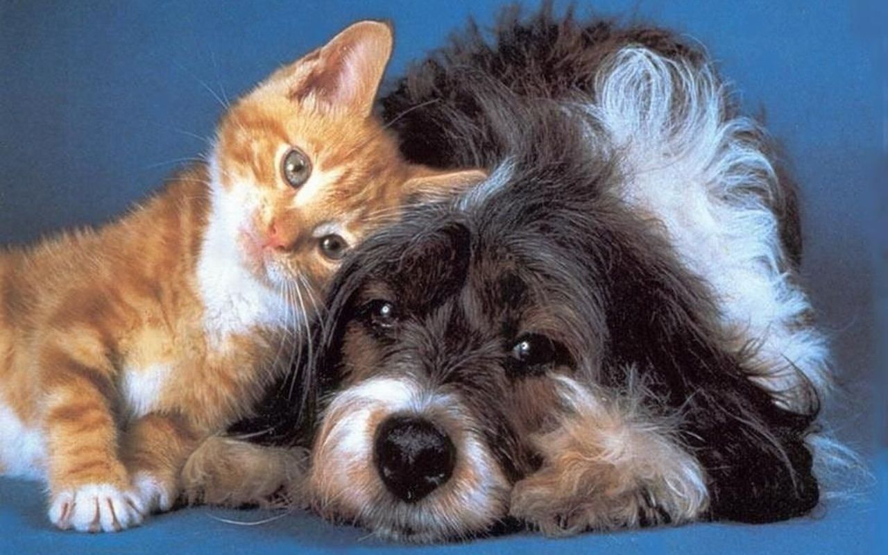 A selection of 8 Images of Cats and Dogs in HD quality