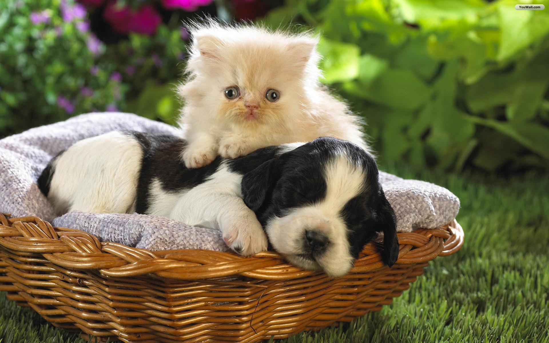 Images,cats Wallpapers,cats,dogs Wallpapers,dogs,1920x1200,cd ...
