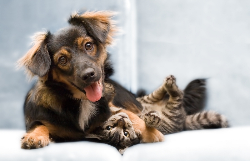 animals,cats cats animals dogs 6358x4100 wallpaper – Dogs ...