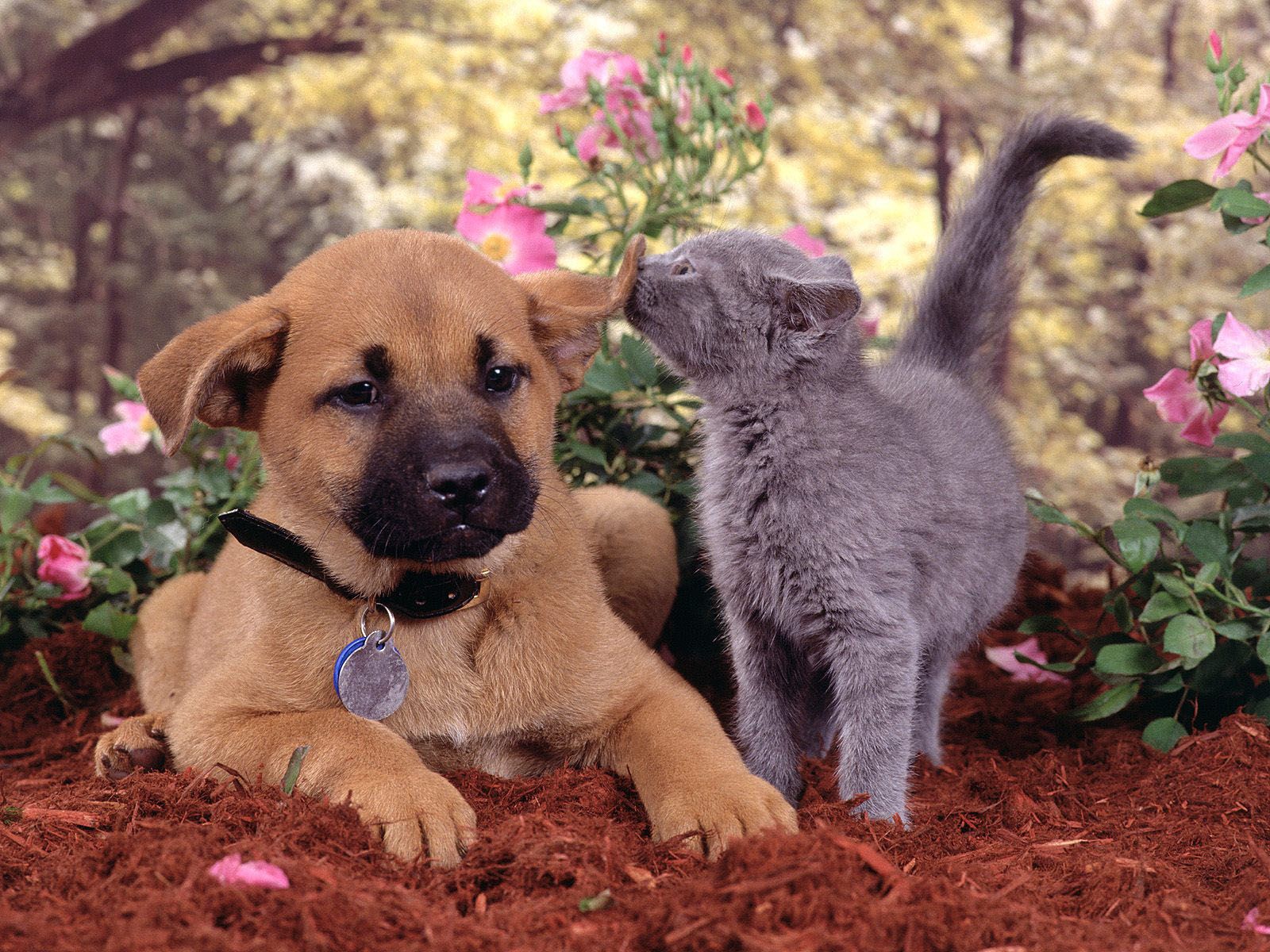 Cats And Dogs Wallpapers - Wallpaper Cave