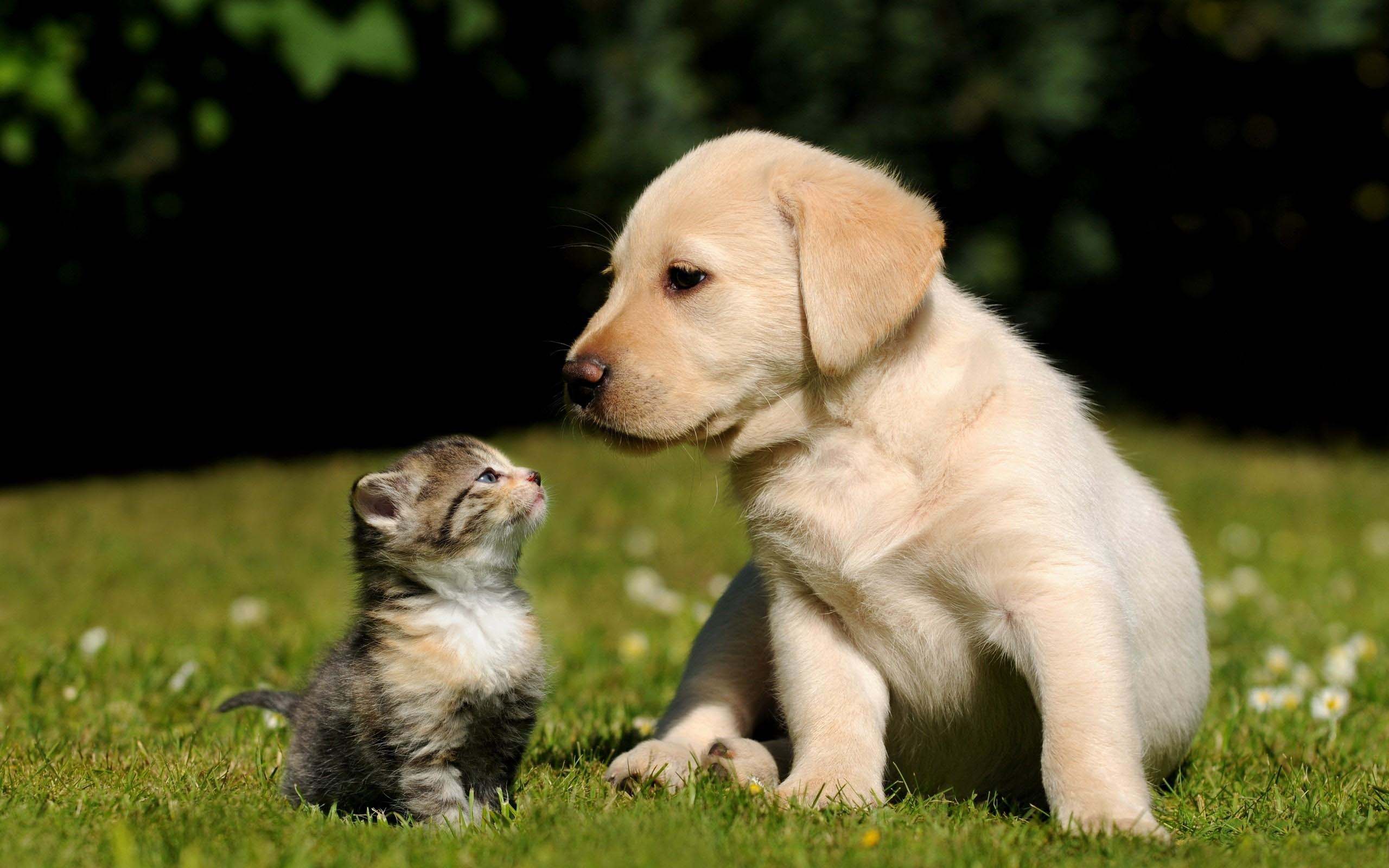 Cute Dog and Cat Wallpaper | Wallpapers, Backgrounds, Images, Art ...