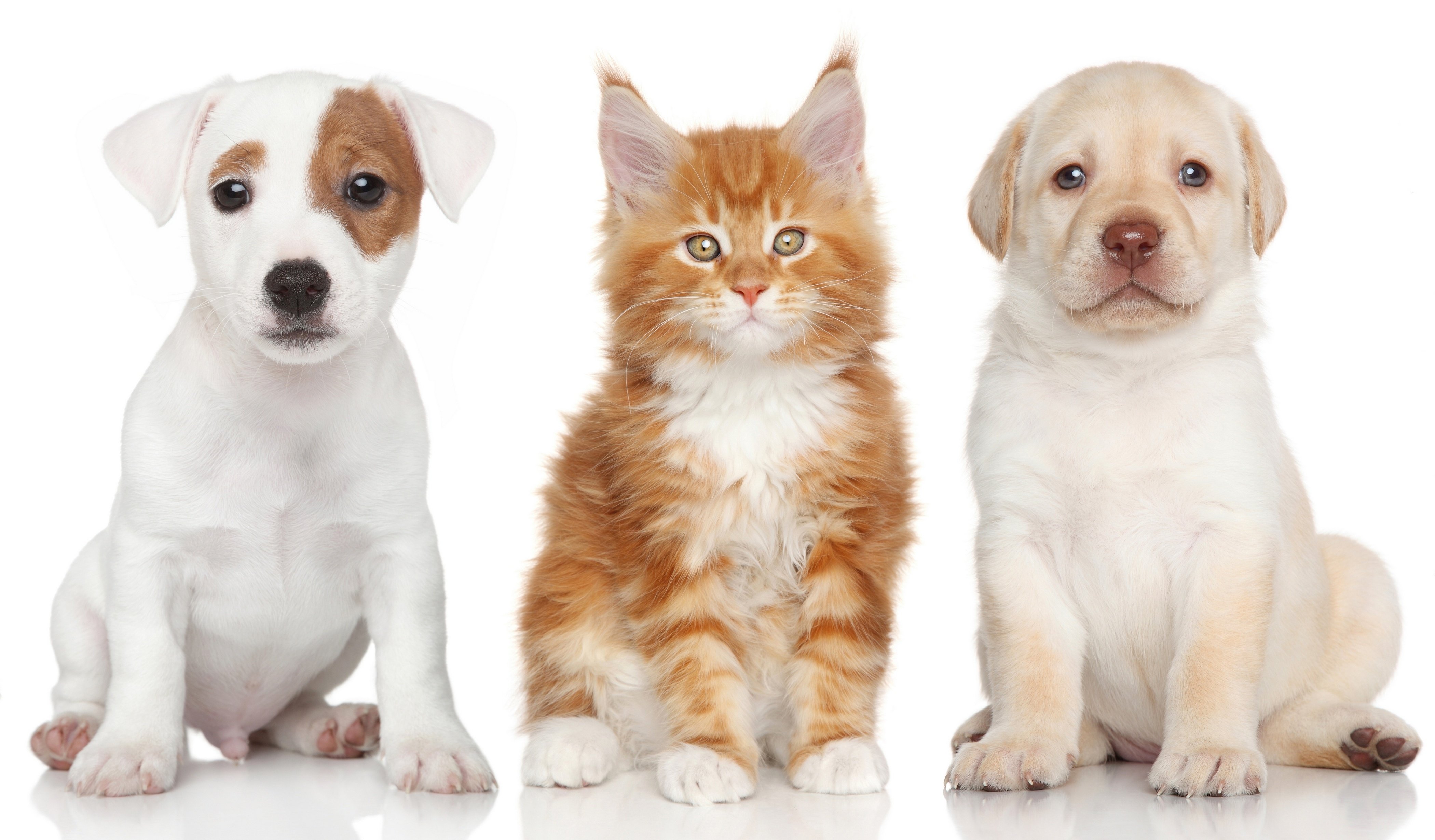 cats and kittens and dogs and puppies pictures collection - PETS ...