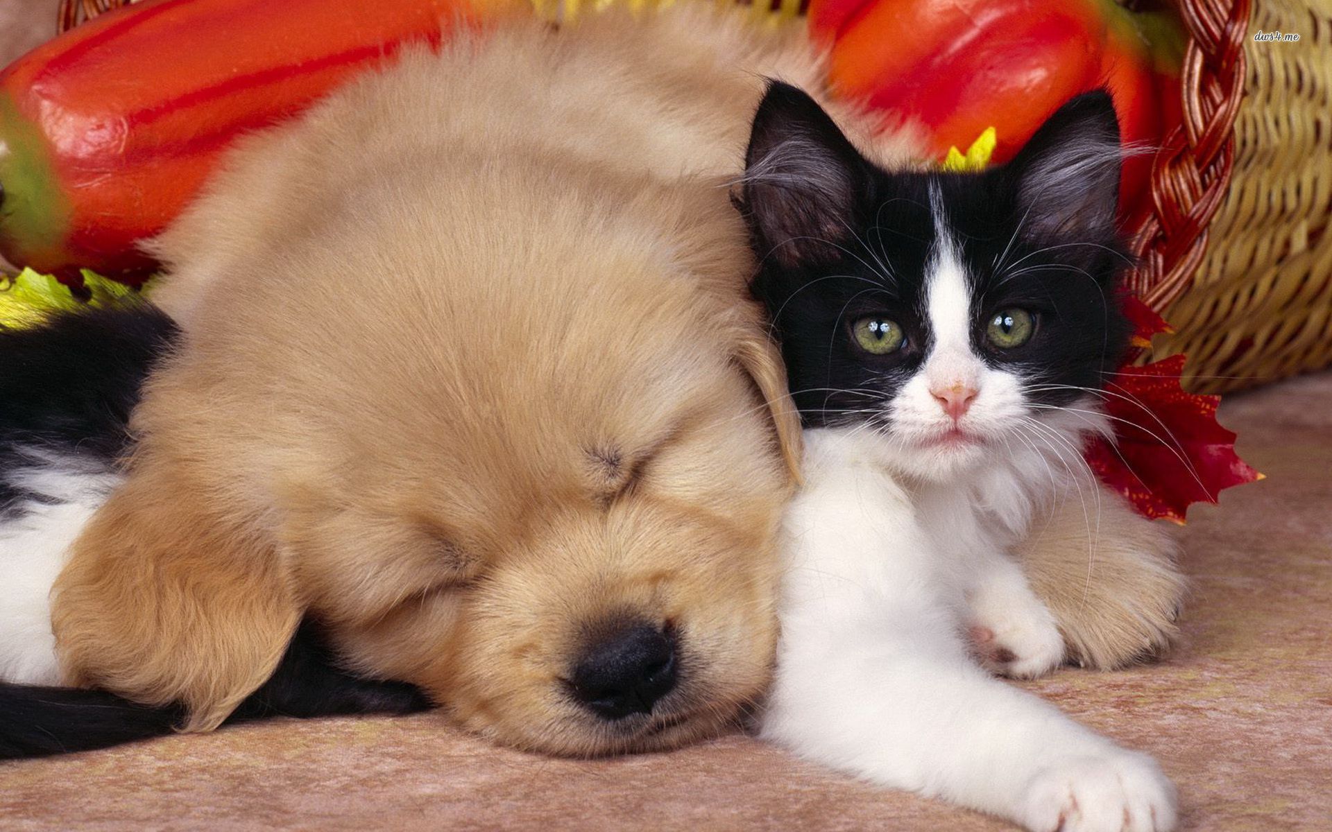 Cute Dog And Cat Hd Wallpaperjpg. Dogs And Cats Wallpaper ...