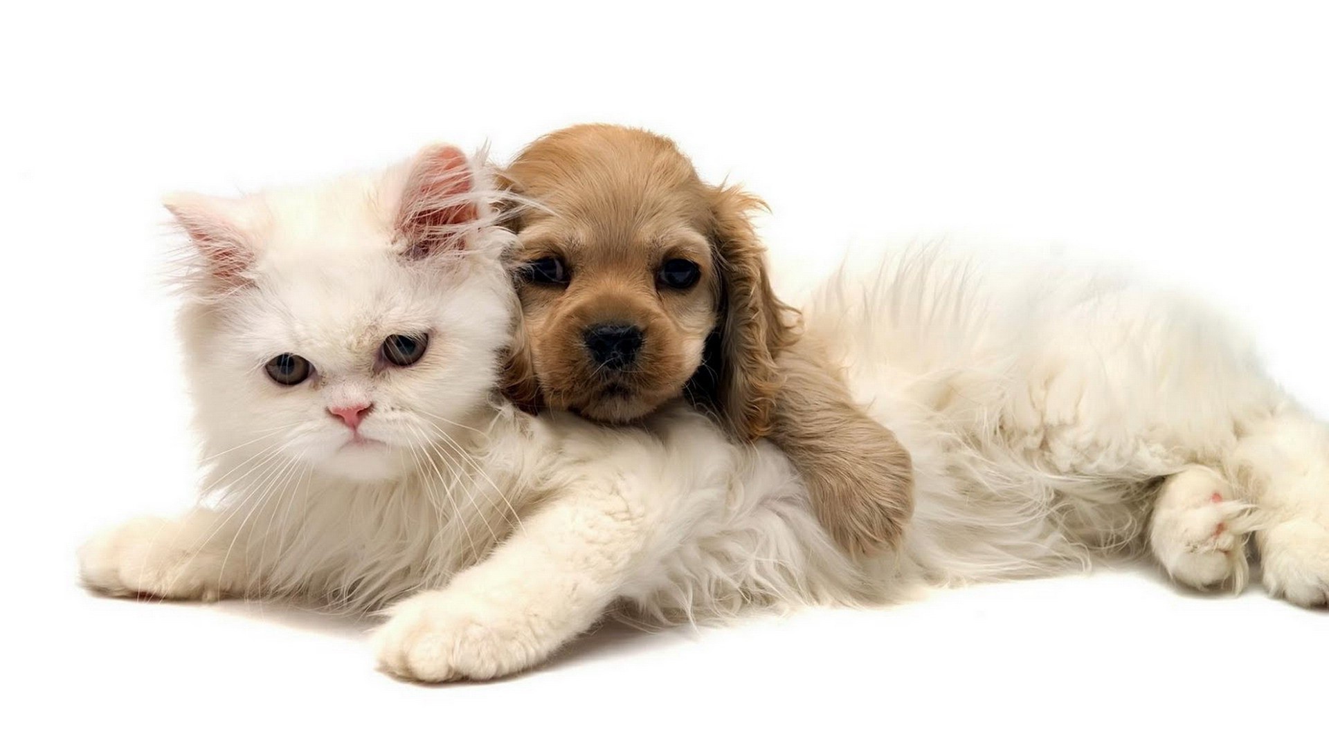 cats and kittens and dogs and puppies images gallery - PETS ...