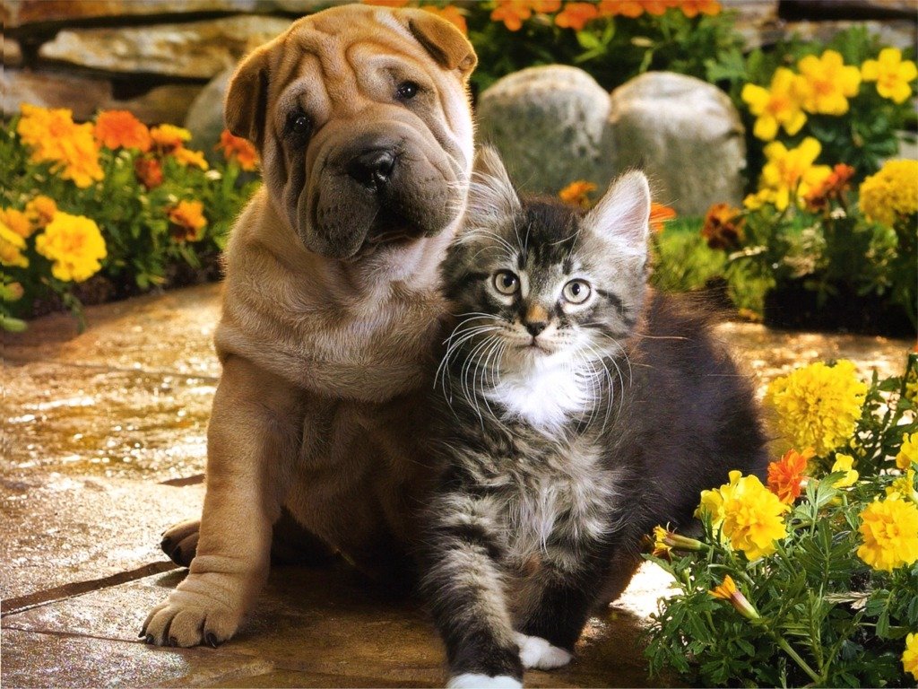 Dogs and Cats Wallpapers, Images, Photos, Pictures & Pics