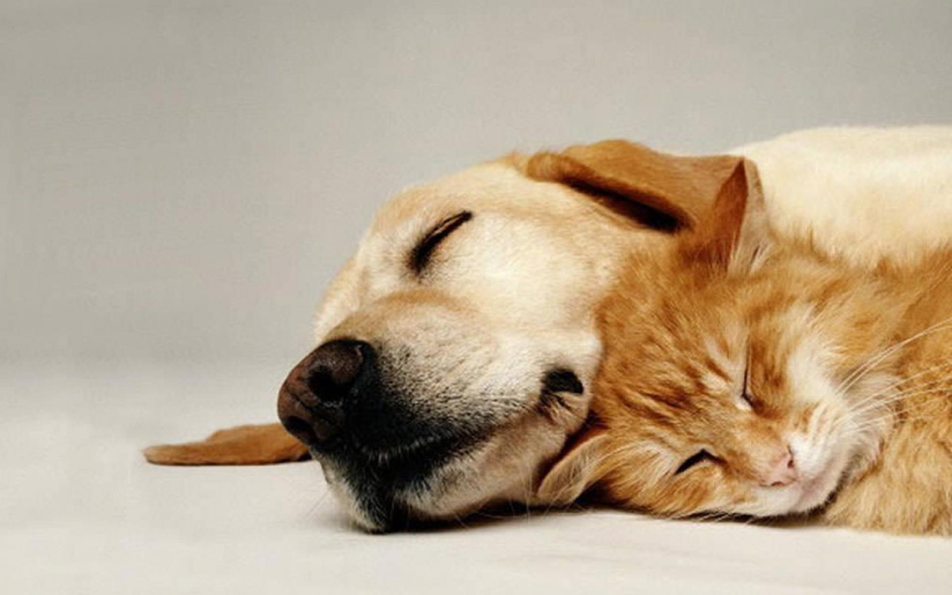 SLEEPING CAT AND DOG WALLPAPER - (#29851) - HD Wallpapers ...