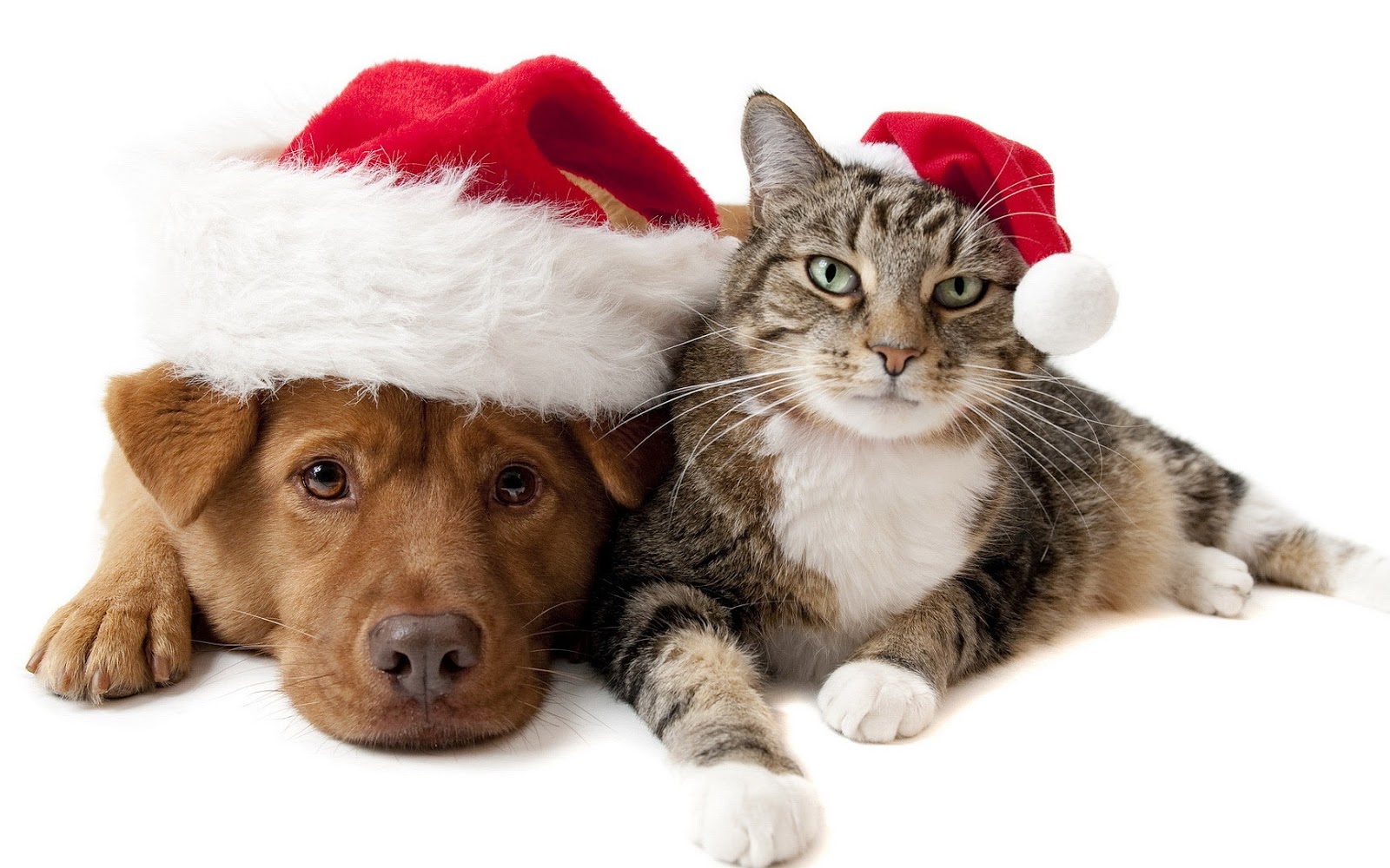 Christmas Wallpaper With A Cat And A Dog Wearing Christmas Hats Hd ...