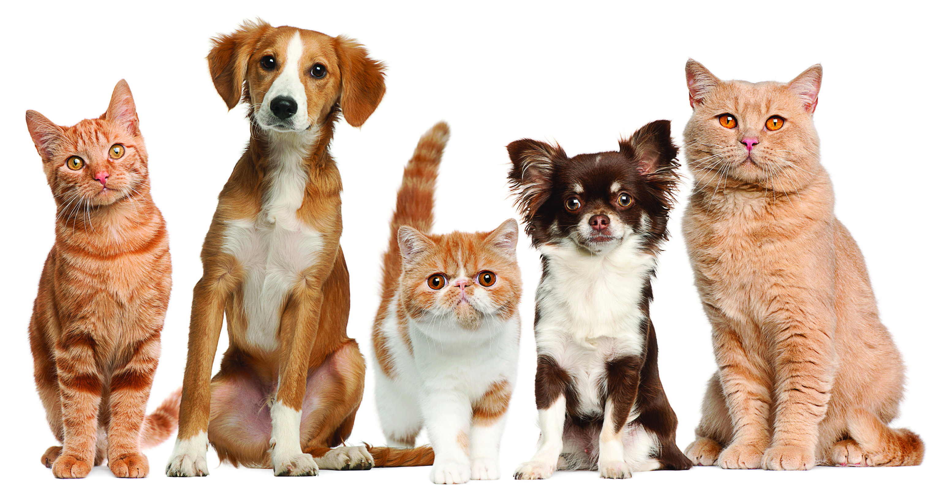 Cats dogs pets wallpaper | 3046x1614 | 132636 | WallpaperUP