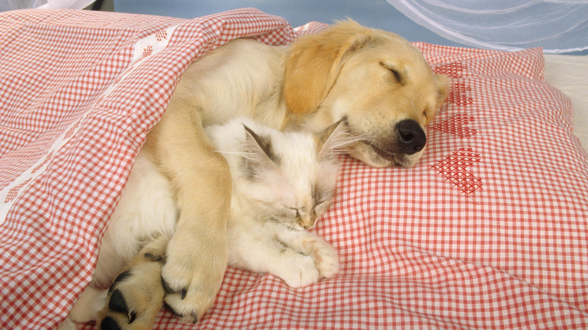 Cats And Dogs Wallpaper 140 HD Wallpapers | Glefia.com