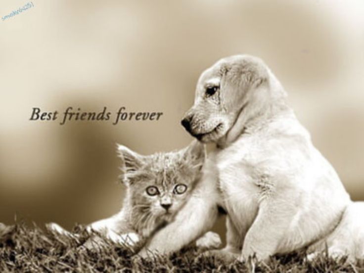 Cute Cats and Dogs 31 HD Images Wallpapers | HD Image Wallpaper ...