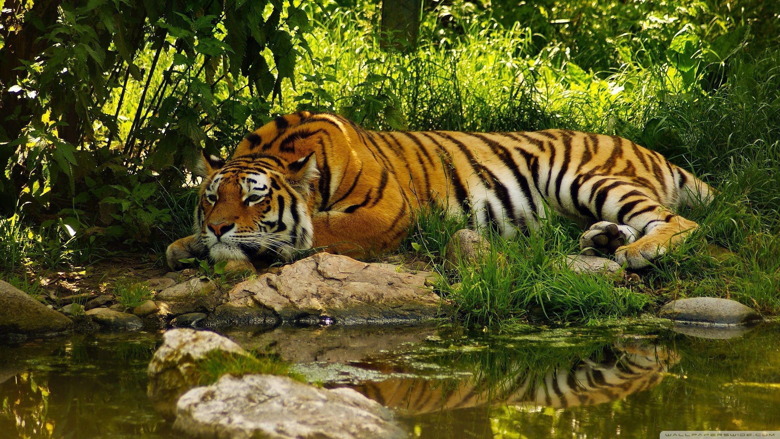 Tiger high, full relax, 2560x1440 HD Wallpaper and FREE Stock Photo