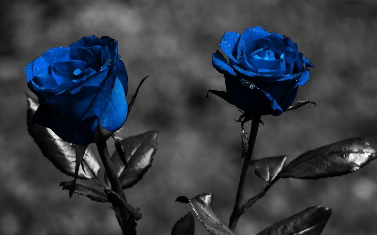 Download Blue Roses With Black Screen Wallpaper Full HD Backgrounds