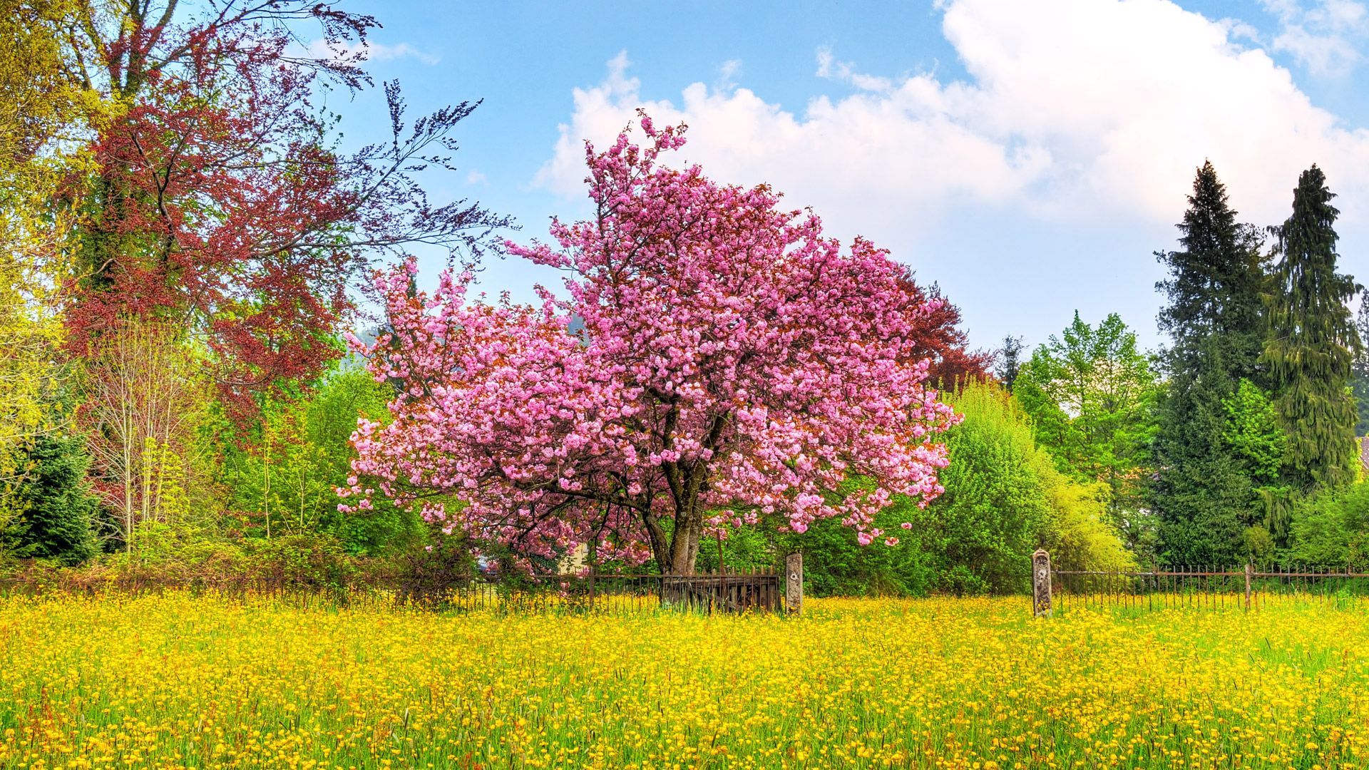 Cherry Tree HDTV 1080p Wallpapers | HD Wallpapers